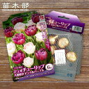 【球根】 デュオチューリップ ピンク&パープル 【6球入】 (植え付け時期12月下旬まで) 【予約販売】10月中旬頃入荷予定