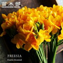 フリージア 八重 黄色 球根 (7球入り) (植え付け時期12月下旬まで) 【予約販売】9月下旬以降入荷予定