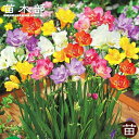 フリージア 【お得用】 八重 混合 (20球入り) (植え付け時期12月下旬まで) 【予約販売】9月下旬以降入荷予定