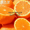 オレンジ 苗木 【バレンシアオレンジ】 1年生 接木苗 【予約販売】11~12月頃入荷予定