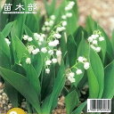 9月3日20時からのセール対象商品 すずらん 白花 球根 (3株入) (植え付け時期2月下旬まで) 【予約販売】12月中旬頃入荷予定