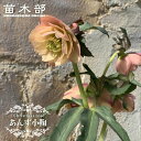 【あんず小鞠】 八重咲きクリスマスローズ 3号ポット 苗