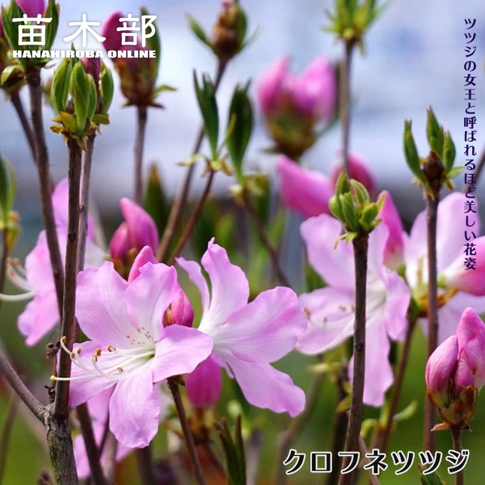 【里の木シリーズ】 黒船ツツジ（クロフネツツジ） 挿し木 4号ポット苗