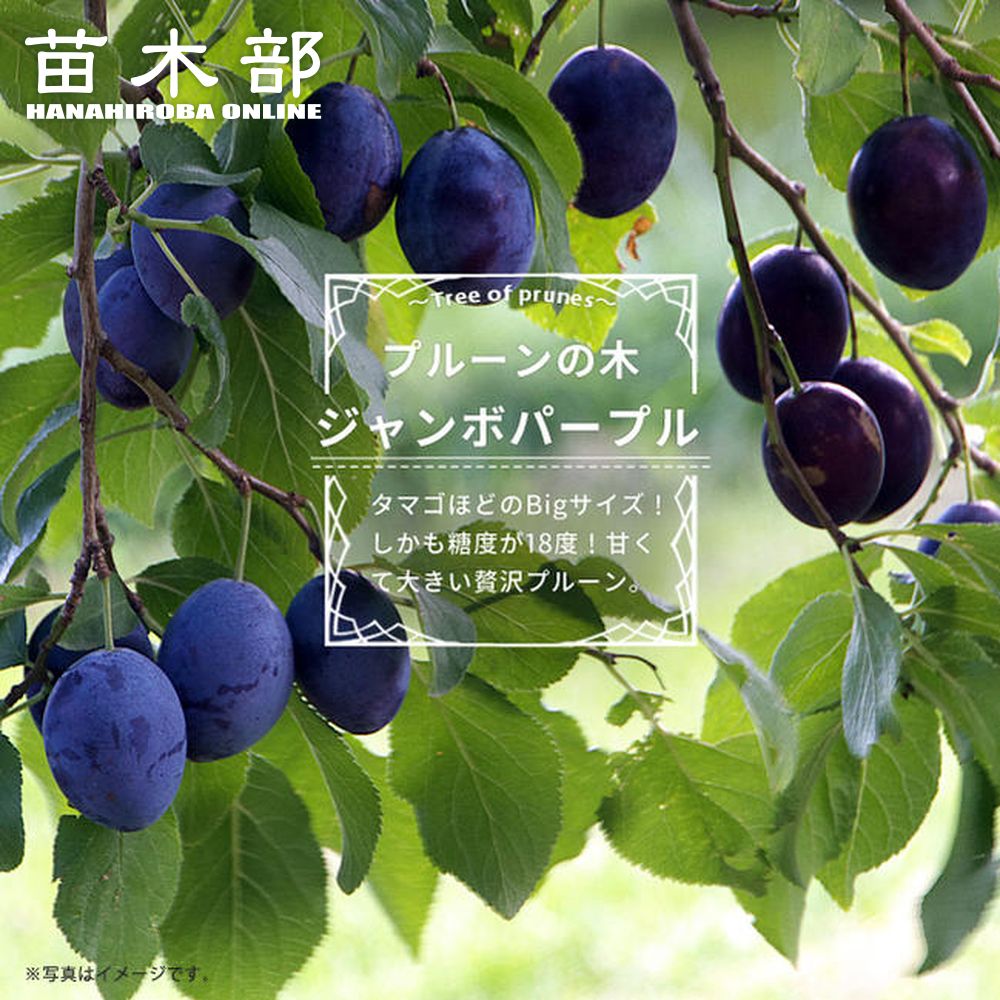 プルーン苗木1年生接木苗