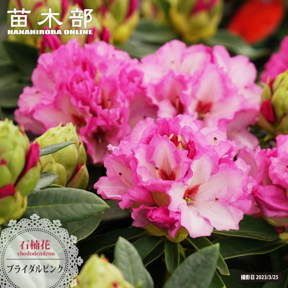 楽天苗木部 by 花ひろばオンライン12月3日20時からのセール対象商品 西洋シャクナゲ 【ブライダルピンク】 5号鉢植え