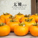 柿の苗木 【太雅】 完全甘柿 3年生接木大苗 1.1m苗 登録品種・品種登録 【予約販売】10~11月頃入荷予定