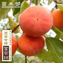 柿の苗木 【富有柿】 完全甘柿 2年生接木苗 スリット鉢植え ■限定販売■ 【予約販売】10~11月頃入荷予定