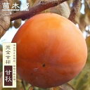 柿の苗木 【甘秋】 完全甘柿 1年生接木苗 登録品種・品種登録