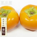 柿の苗木 【貴秋】 完全甘柿 1年生接木苗 登録品種・品種登録