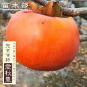 柿の苗木 【愛秋豊】 完全甘柿 1年生接木苗