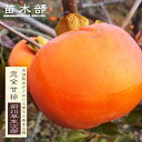 柿の苗木 【前川早生次郎】 完全甘柿 3年生接木大苗 1m苗 【予約販売】10~11月頃入荷予定