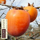 柿の苗木 【さえふじ】 不完全甘柿 3年生接木1.1m大苗 【予約販売】10~11月頃入荷予定