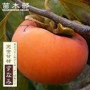 柿の苗木 【すなみ】 完全甘柿 1年生接木苗