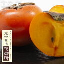柿の苗木 【花御所柿】 完全甘柿 1年生接木苗 【予約販売】11~12月頃入荷予定