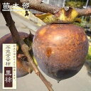 柿の苗木 【黒柿】 不完全甘柿 1年生接木苗