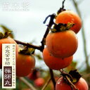 柿の苗木 【禅寺丸】 不完全甘柿 2年生接木苗 ロングスリット 鉢植え ■限定販売■ 【予約販売】10~11月頃入荷予定