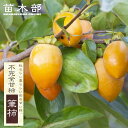 柿の苗木 【筆柿】 不完全甘柿 1年生接木苗