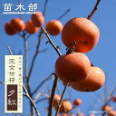 柿の苗木 【夕紅】 完全甘柿 1年生接木苗