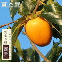柿の苗木 【西条柿】 完全渋柿 1年生接木苗 【予約販売】11~12月頃入荷予定