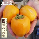 柿の苗木 【種無し西条】 完全渋柿 1年生接木苗