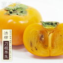 柿の苗木 【刀根早生】 渋柿 1年生接木苗