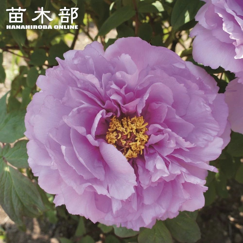 ڳƣ ʻ翧 ð 2ǯ 6楹åȭ