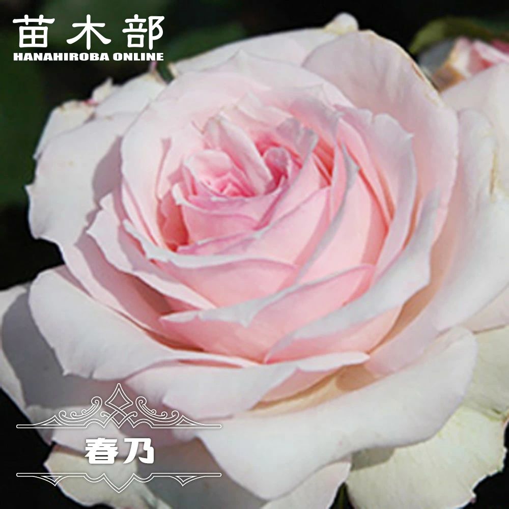 楽天スーパーセール対象商品 四季咲きバラ苗 【春乃 (はるの)】 2年生大苗