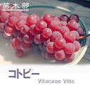【コトピー】 ぶどう 1年生接木苗 ウィルスフリー 登録品種・品種登録 【予約販売】12月~翌年1月頃入荷予定