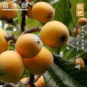 びわ 苗木 【クイーン長崎】 1年生接木苗