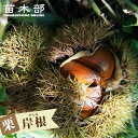 栗 苗木 【がんね栗 (岸根)】 1年生接木苗 【予約販売】11~12月頃入荷予定
