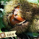 栗 苗木 【美玖里】 1年生接木苗 登録品種・品種登録 【予約販売】11~12月頃入荷予定