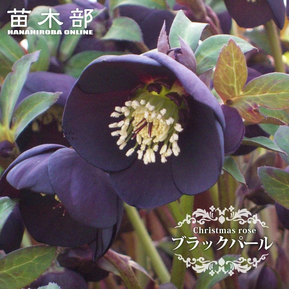 【ブラックパール】 一重咲きクリスマスローズ 3号ポット 苗