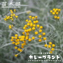 ハーブ 苗 カレープラント 3号ポット苗
