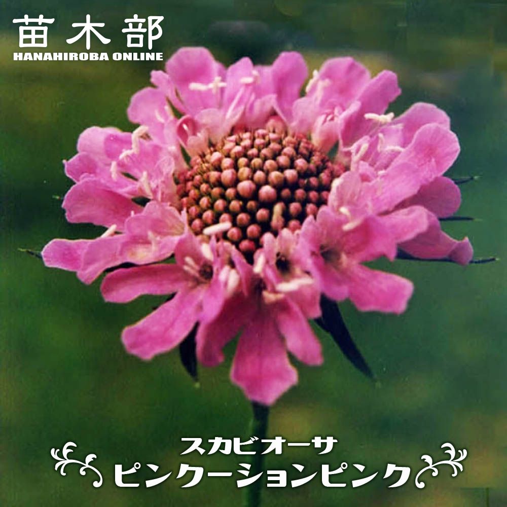 スカビオサ ピンクーションピンク 3号ポット苗 宿根草 耐寒性 グランドカバー 【予約販売】4～5月頃入..
