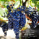 【メルロー】 赤ワイン用ぶどう 1年生接木苗 ウィルスフリー 【予約販売】12月~翌年1月頃入荷予定