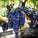 【メルロー】 赤ワイン用ぶどう 3年生接木大苗 1.1m苗 ウィルスフリー 【産地で剪定済 1.1m苗】 【予約販売】10〜11月頃入荷予定