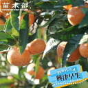 みかん 苗木 【興津早生温州みかん】 2年生接木苗