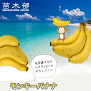 バナナの木 【モンキーバナナ】 ポット苗 沖縄県産熱帯果樹