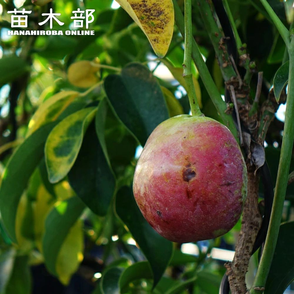 【ムベ】 実生苗 5号ポット苗