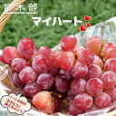 【マイハート】 ぶどう 1年生接木苗 ウィルスフリー 登録品種・品種登録 【予約販売】12月~翌年1月頃入荷予定