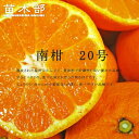 みかん 苗木 【南柑20号】 温州みかん 3年生接木大苗 【予約販売】10月下旬頃入荷予定