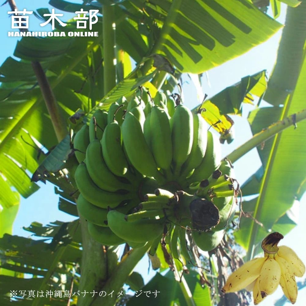 バナナの木 【沖縄島バナナ】 ポット苗 沖縄県産熱帯果樹 【予約販売】4月下旬頃入荷予定