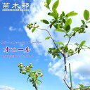 【オニール】 サザンハイブッシュ系 2年生挿木苗 ブルーベリー苗木 【予約販売】10月下旬頃入荷予定