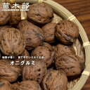 くるみの木の苗 【鬼胡桃 (オニグルミ)】 1年生実生苗 【予約販売】11~12月頃入荷予定
