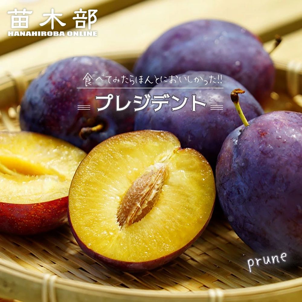 プルーン 苗木 【プレジデント】 1年生接木苗のサムネイル