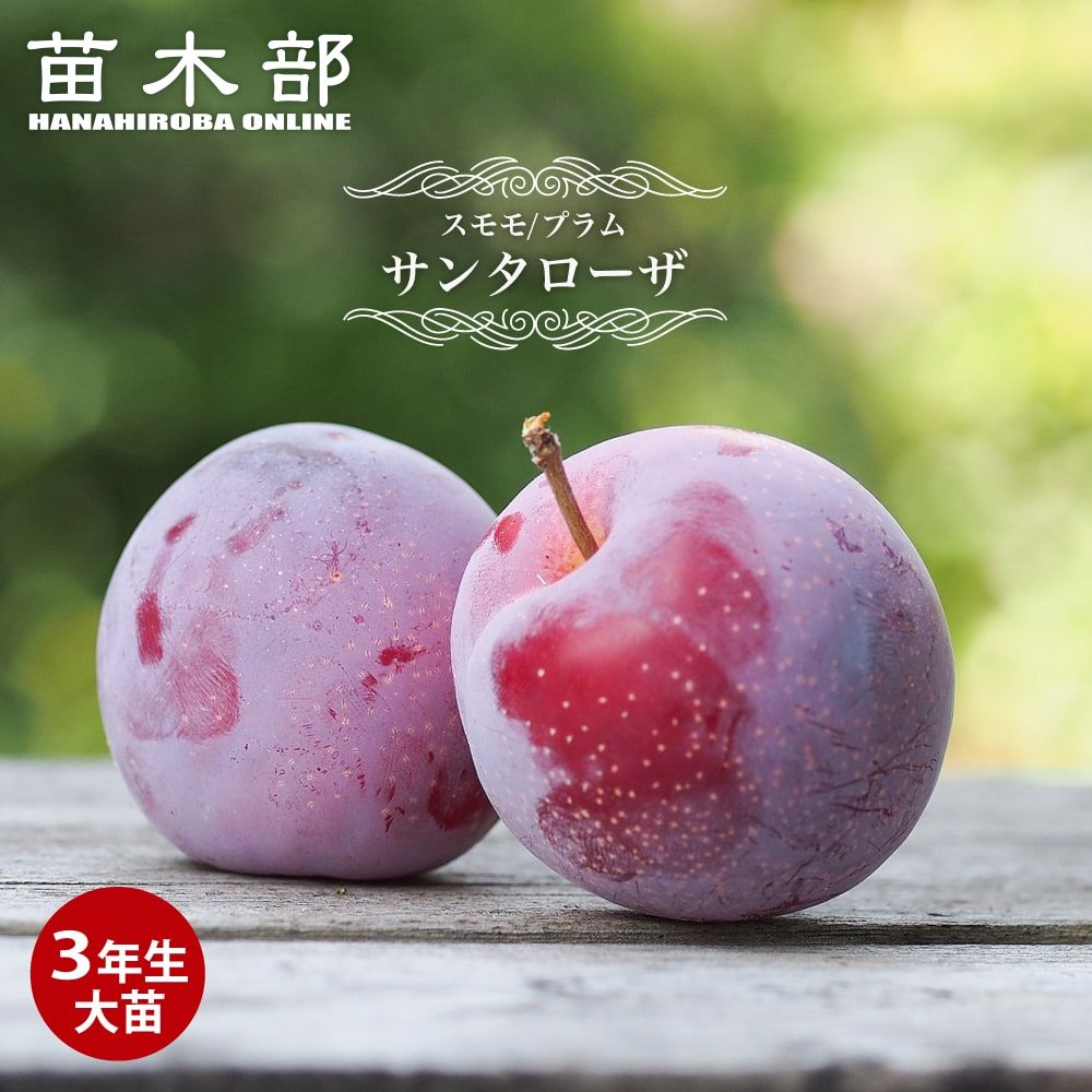 すもも 苗木 【サンタローザ】 3年生接木大苗 1m苗 【産地で剪定済 1.0m苗】 【予約販売】11月下旬頃入荷予定