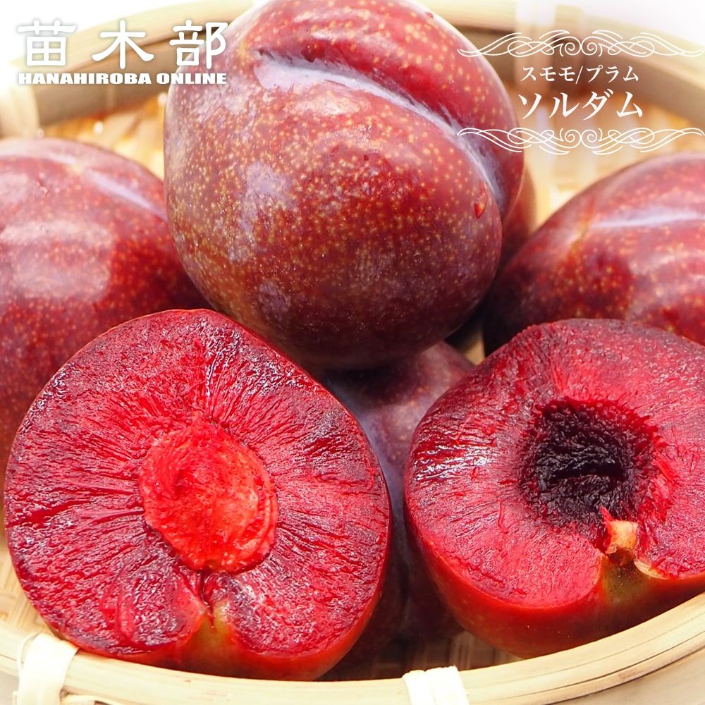 すもも 苗木 【ソルダム】 2年生接木スリット鉢植え ■限定販売■