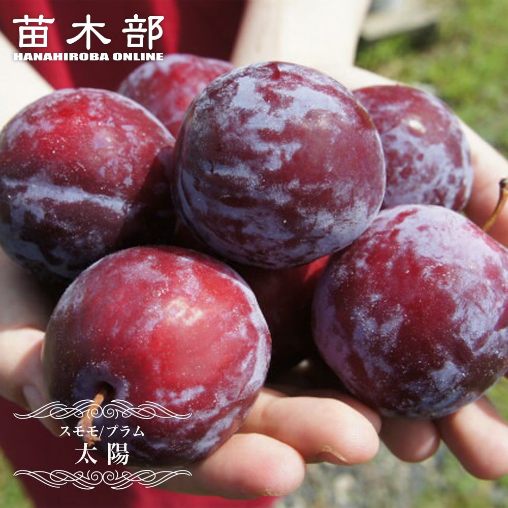 すもも 苗木 【太陽】 2年生接木スリット鉢植え ■限定販売■