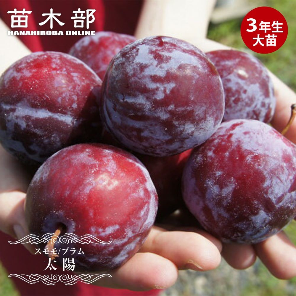 すもも 苗木 【太陽】 3年生接木大苗 【産地で剪定済 1.0m苗】