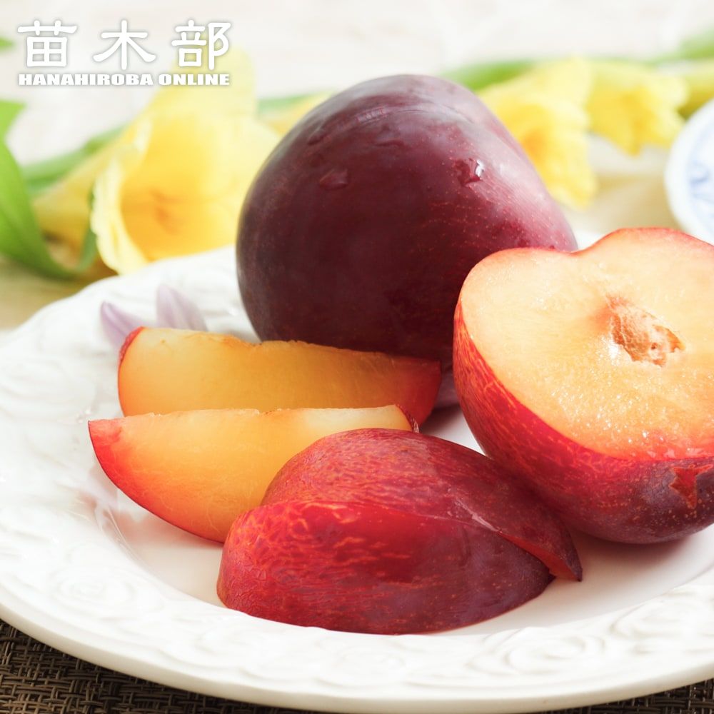 すもも 苗木 【貴陽】 プラム 1年生 接木苗 単品 or 受粉樹セット